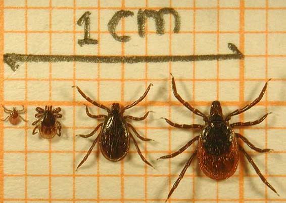 Stadia van de teek:larve, nimf, mannetje, vrouwtje. Vooral de tekenbeet van een nimf is lastig te herkennen.